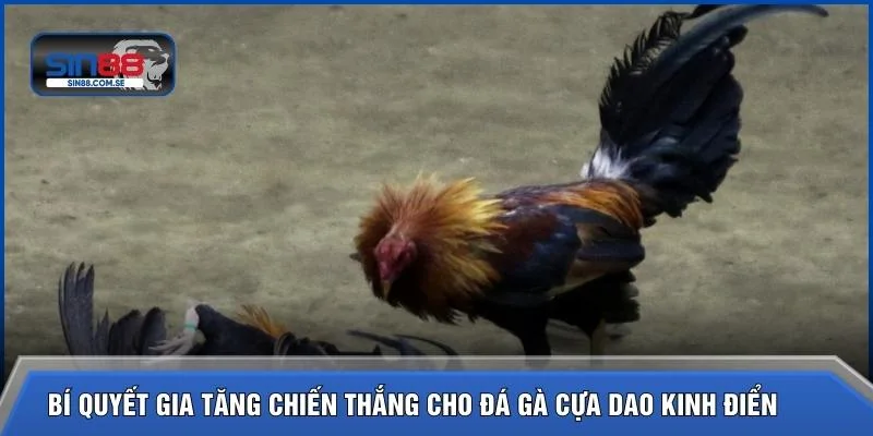 Bí quyết gia tăng chiến thắng cho đá gà cựa dao kinh điển 