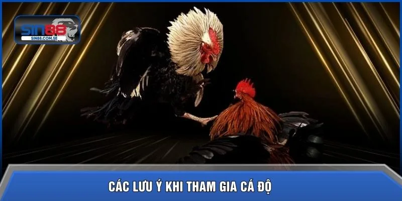 Các lưu ý khi tham gia cá độ 