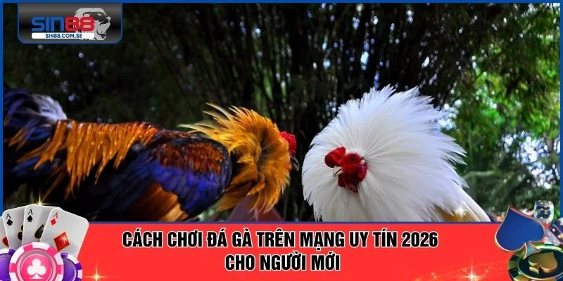 Cách Chơi Đá Gà Trên Mạng Uy Tín 2026 Cho Người Mới