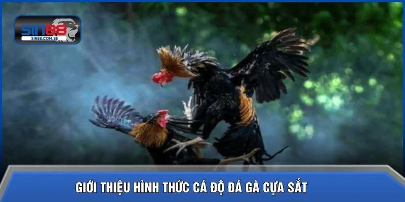 Giới thiệu hình thức cá độ đá gà cựa sắt 