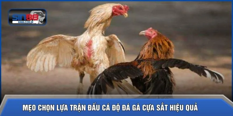 Mẹo chọn lựa trận đấu cá độ đá gà cựa sắt hiệu quả 