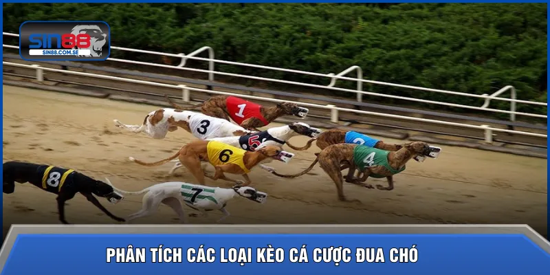 Phân tích các loại kèo cá cược đua chó 