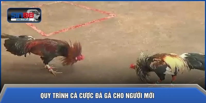 Quy trình cá cược đá gà cho người mới 