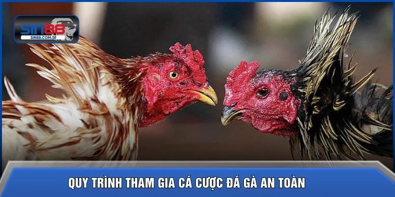 Quy trình tham gia cá cược đá gà an toàn 
